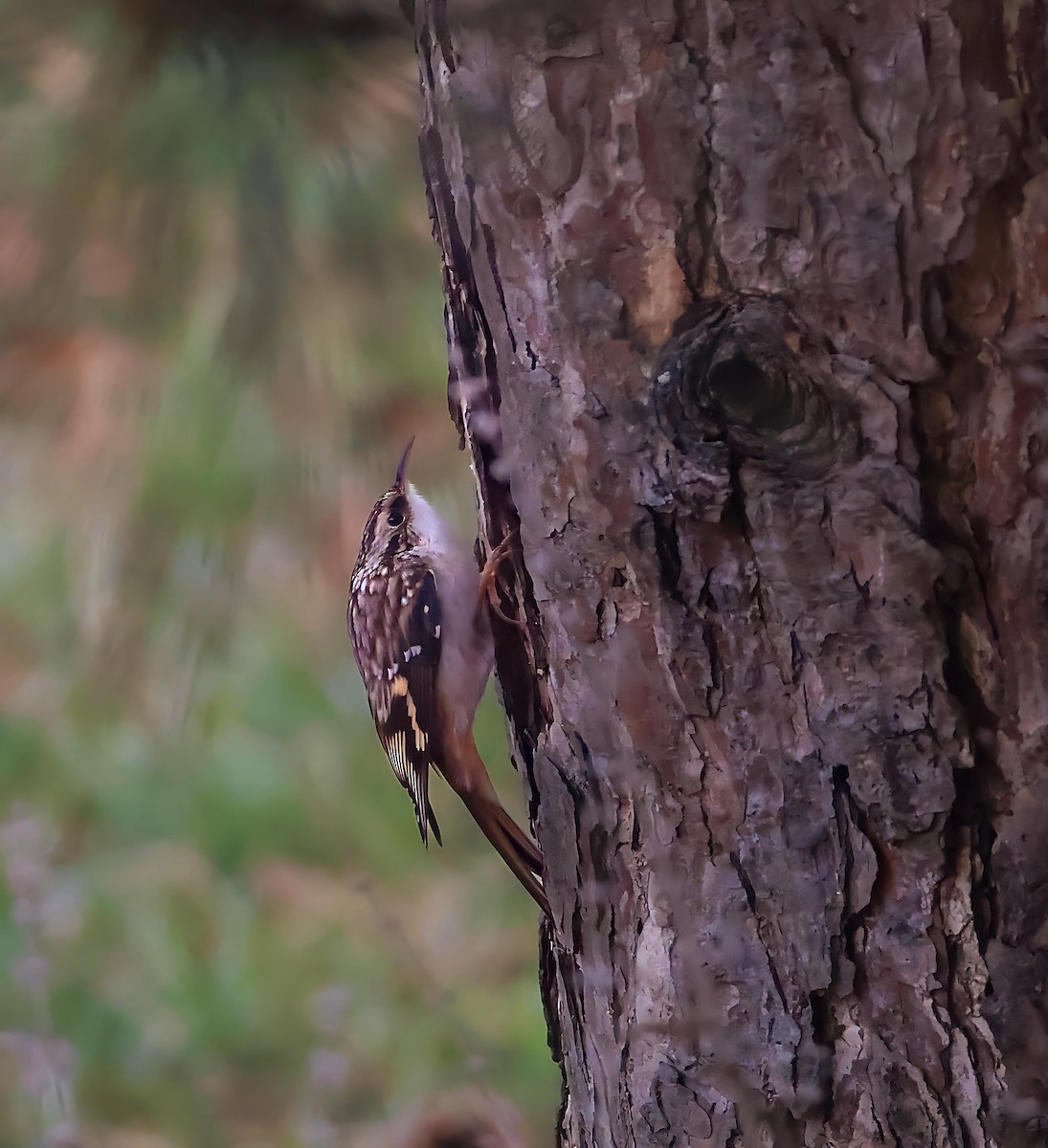 Brown Creeper - ML645752257