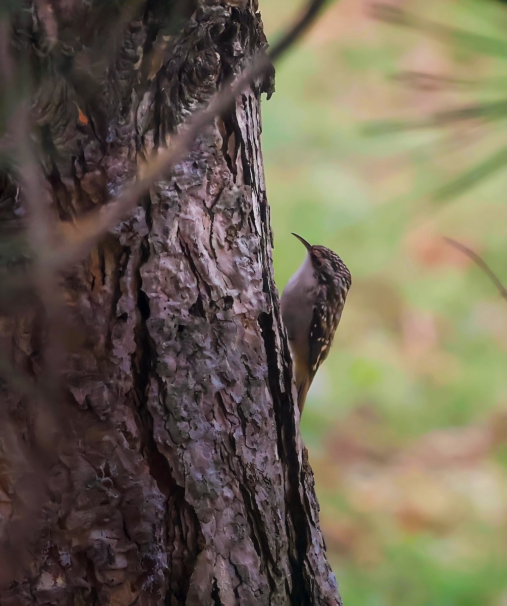 Brown Creeper - ML645752258