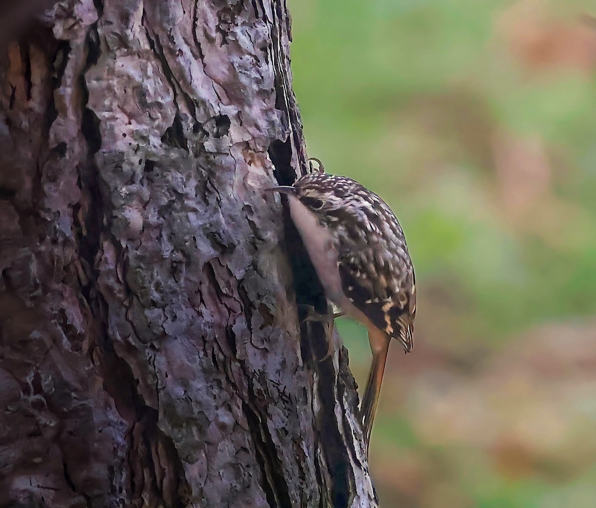 Brown Creeper - ML645752259