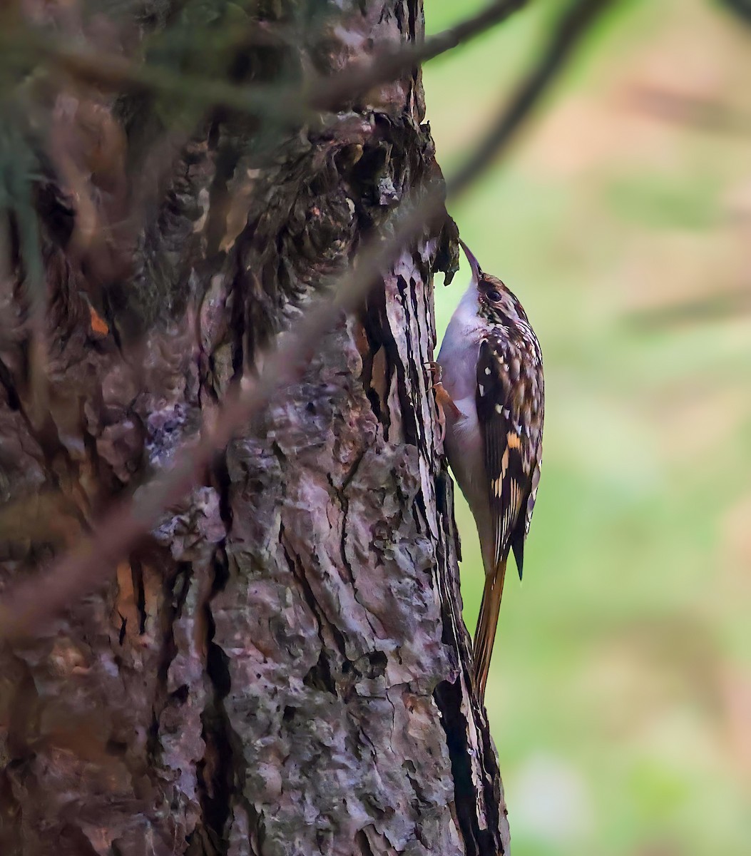 Brown Creeper - ML645752261