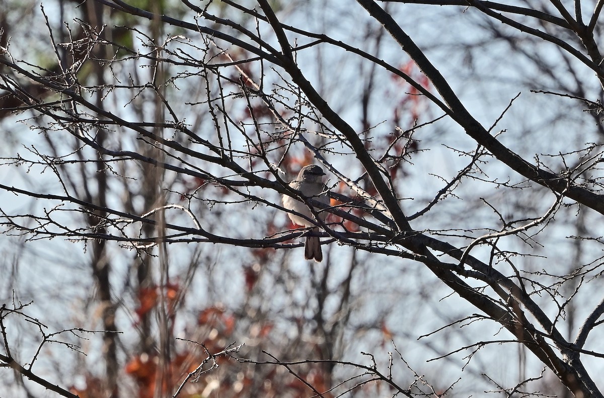 Northern Mockingbird - ML645752267