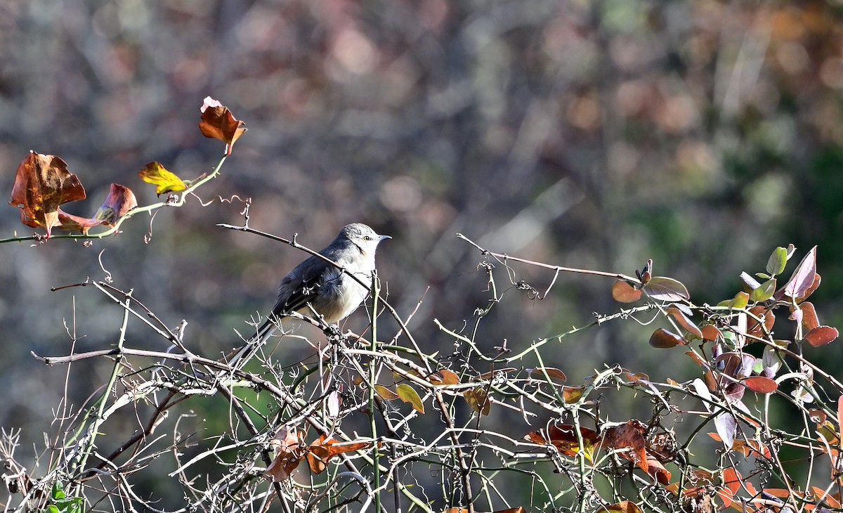 Northern Mockingbird - ML645752269