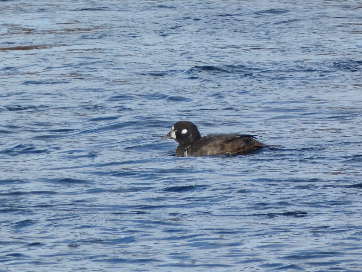 Harlequin Duck - ML645752271