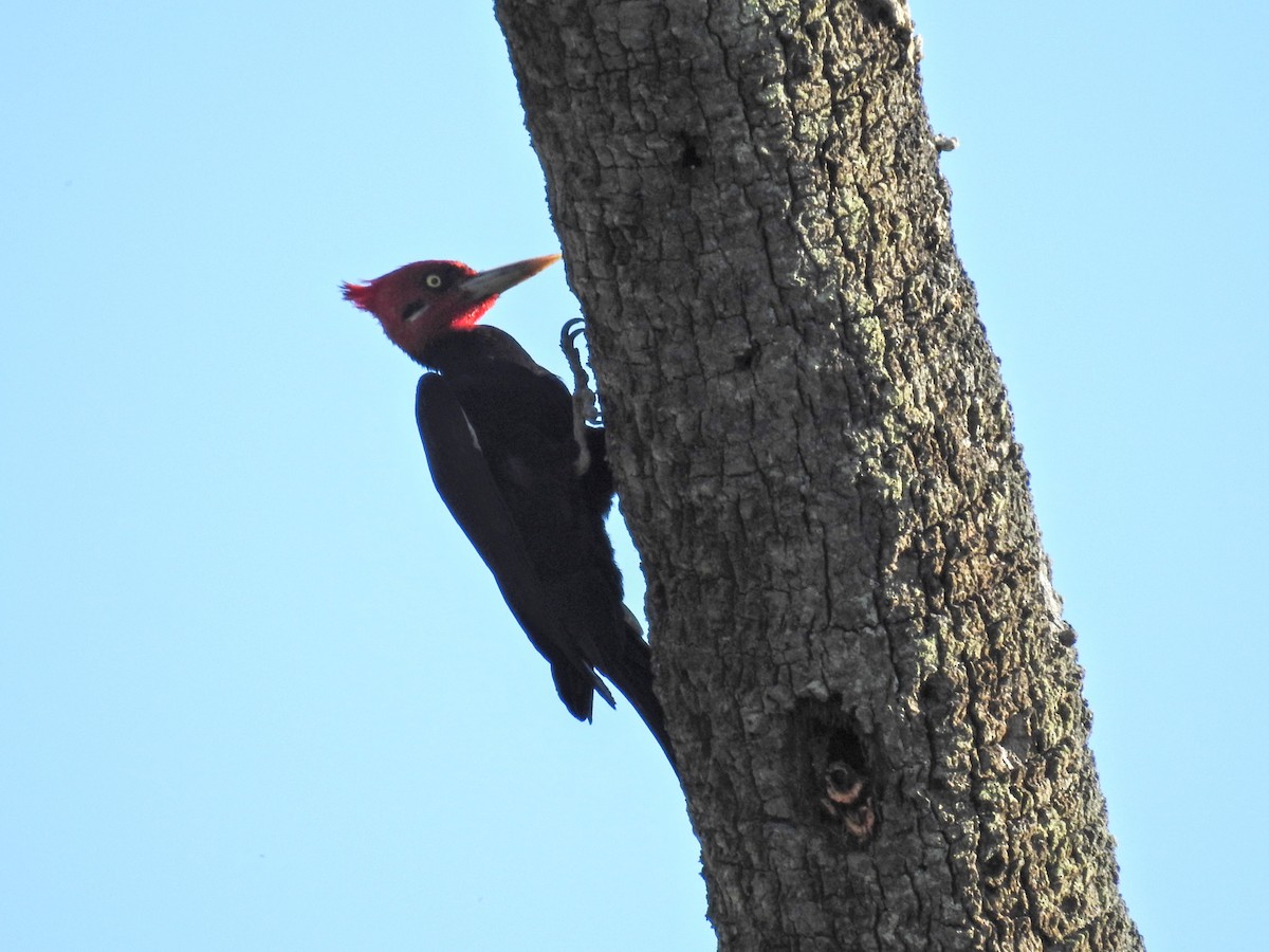 Cream-backed Woodpecker - ML645752272