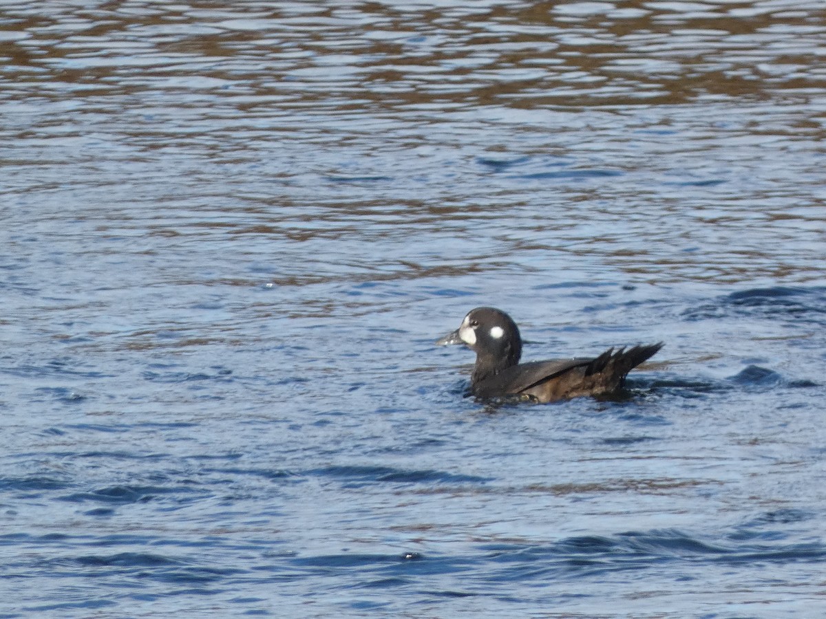 Harlequin Duck - ML645752273