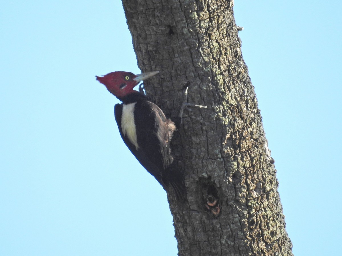 Cream-backed Woodpecker - ML645752274