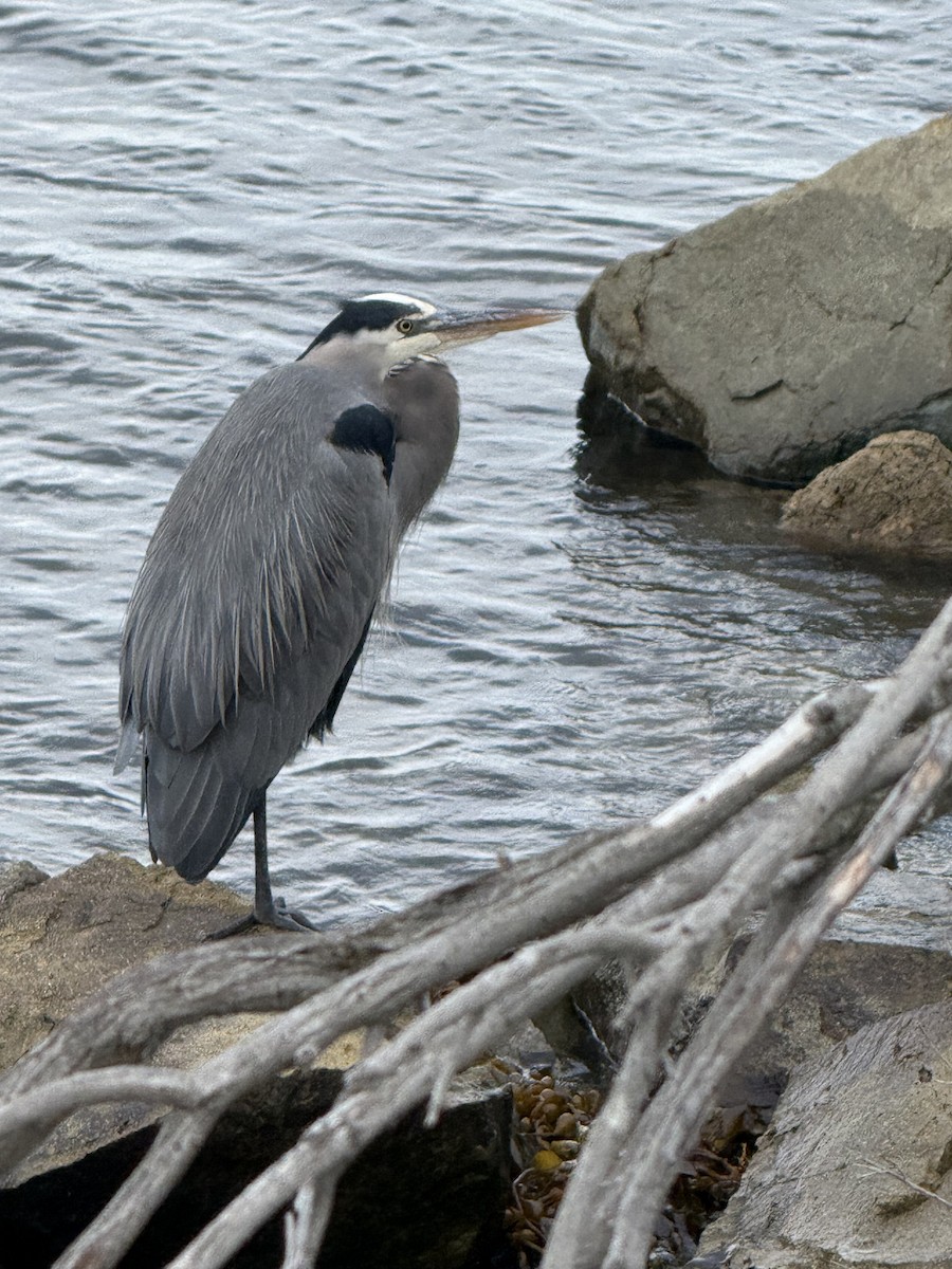 Great Blue Heron - ML645752280