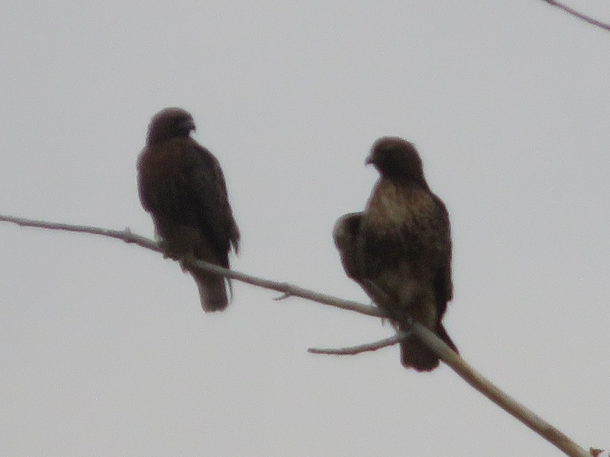 Red-tailed Hawk - ML645752287