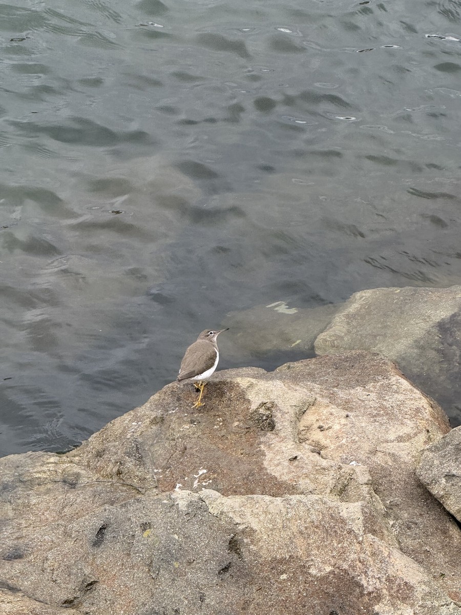 Spotted Sandpiper - ML645752290