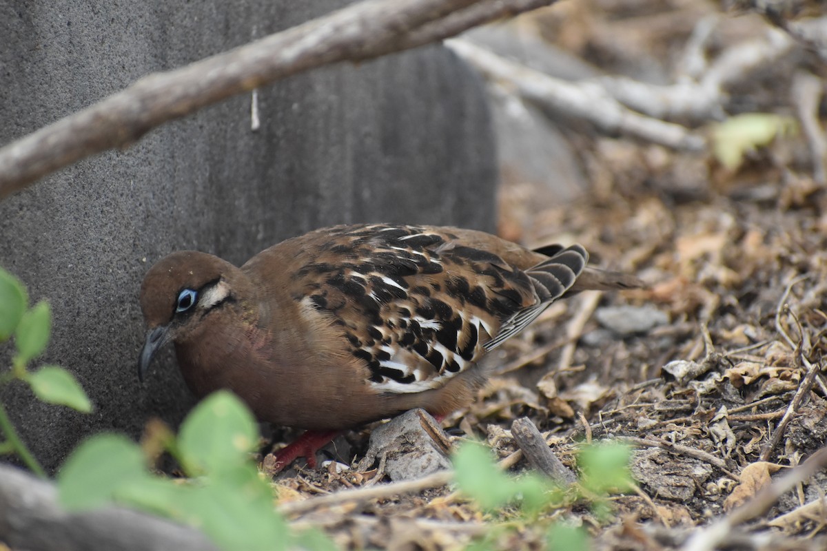 hrdlička galapážská - ML645752292