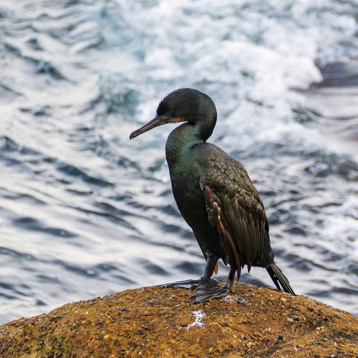 Cormoran de Brandt - ML645752298