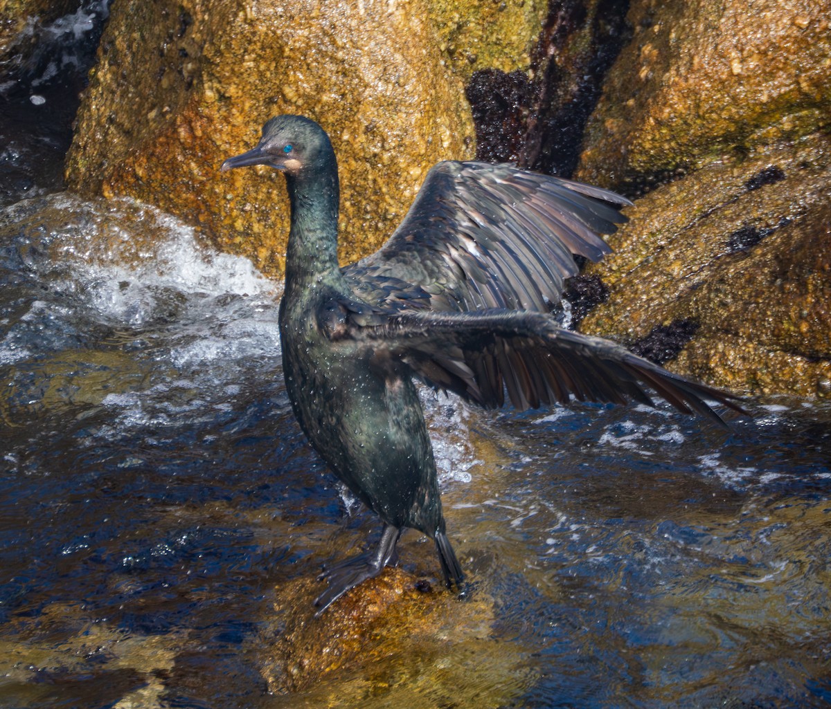 Cormoran de Brandt - ML645752299