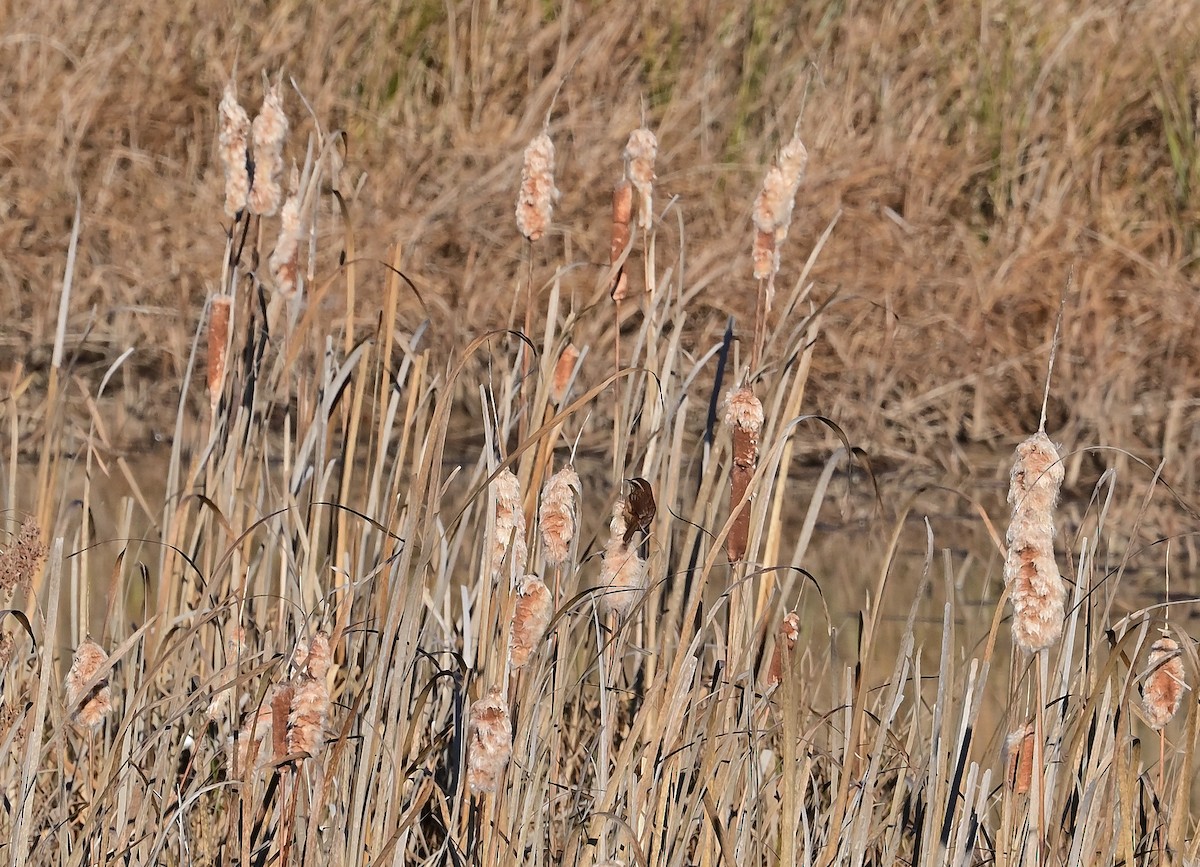 Carolina Wren - ML645752301