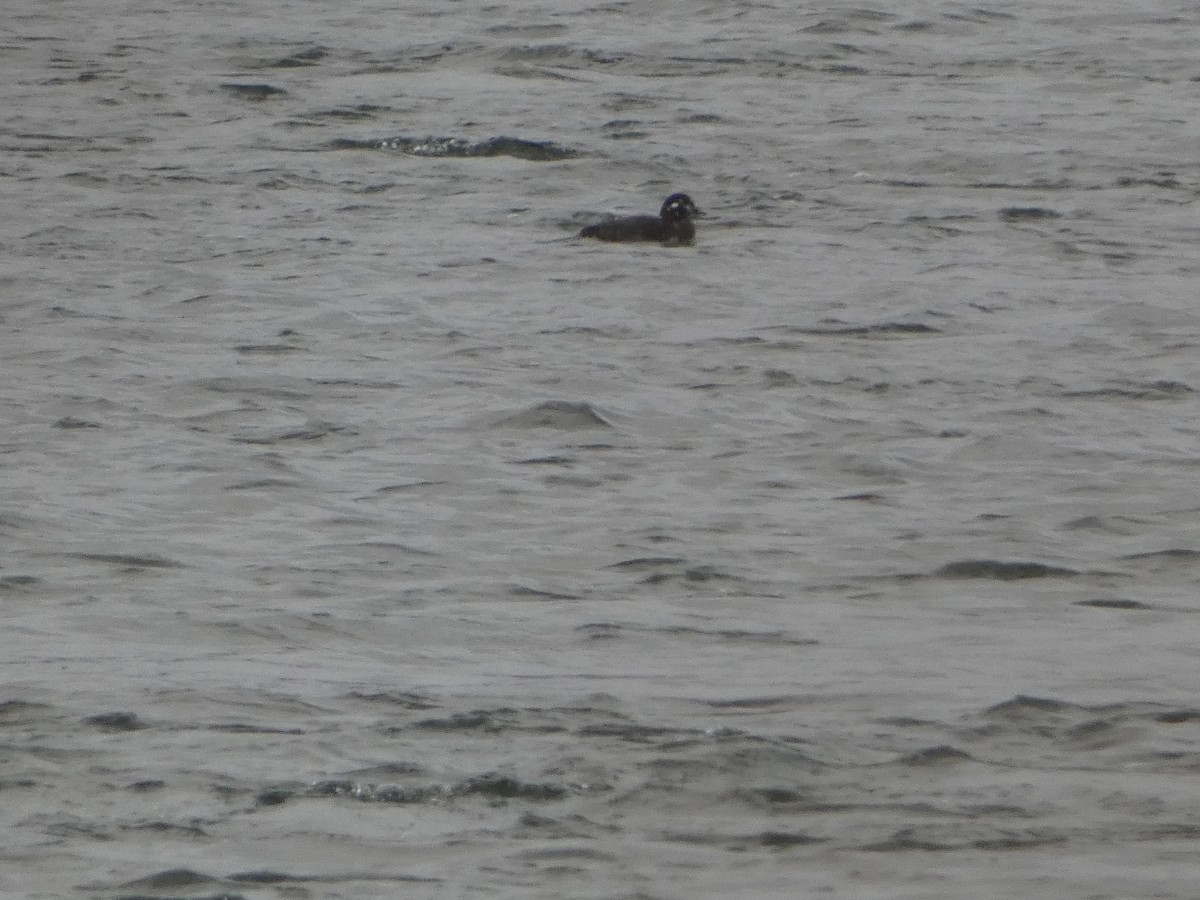Harlequin Duck - ML645752304