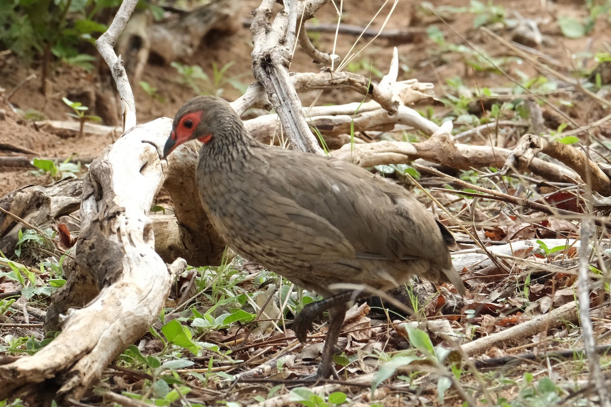 クロアシアカノドシャコ - ML645752306