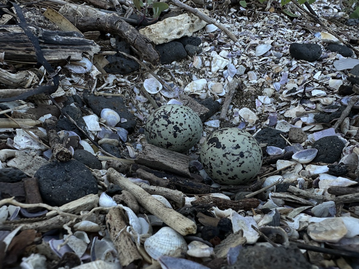 Variable Oystercatcher - ML645752308