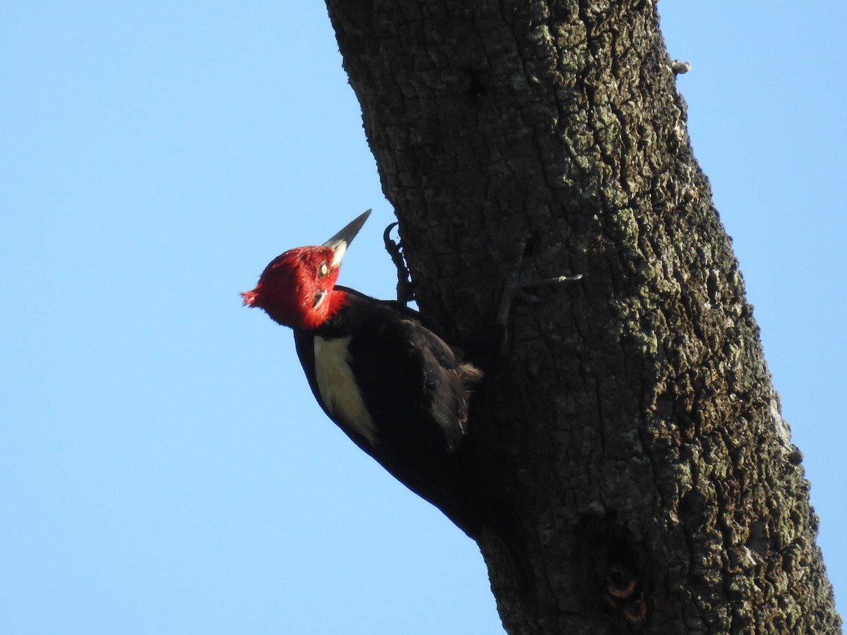 Cream-backed Woodpecker - ML645752309