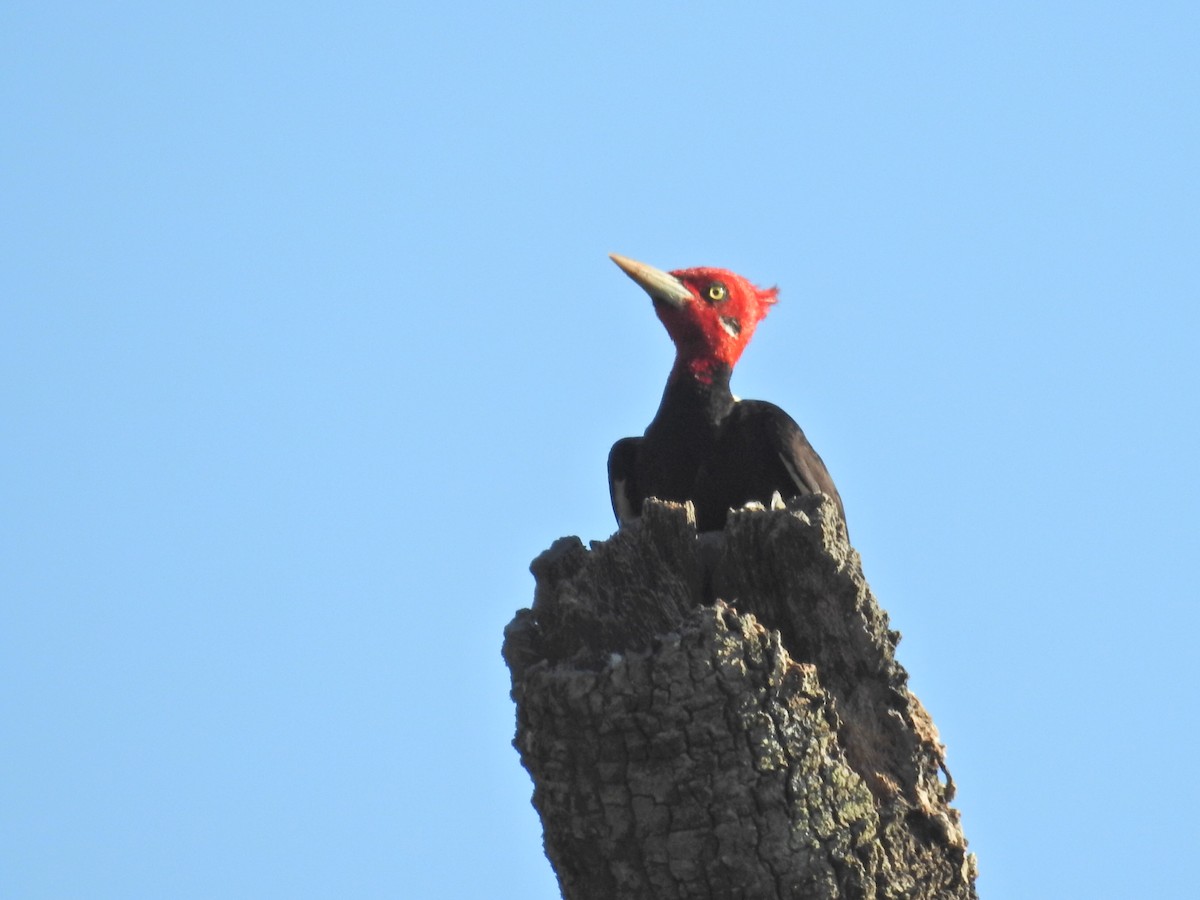 Cream-backed Woodpecker - ML645752310