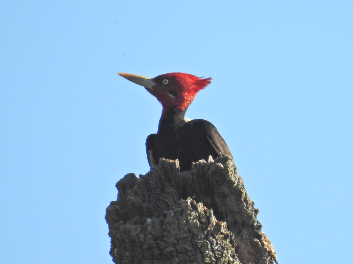 Cream-backed Woodpecker - ML645752312