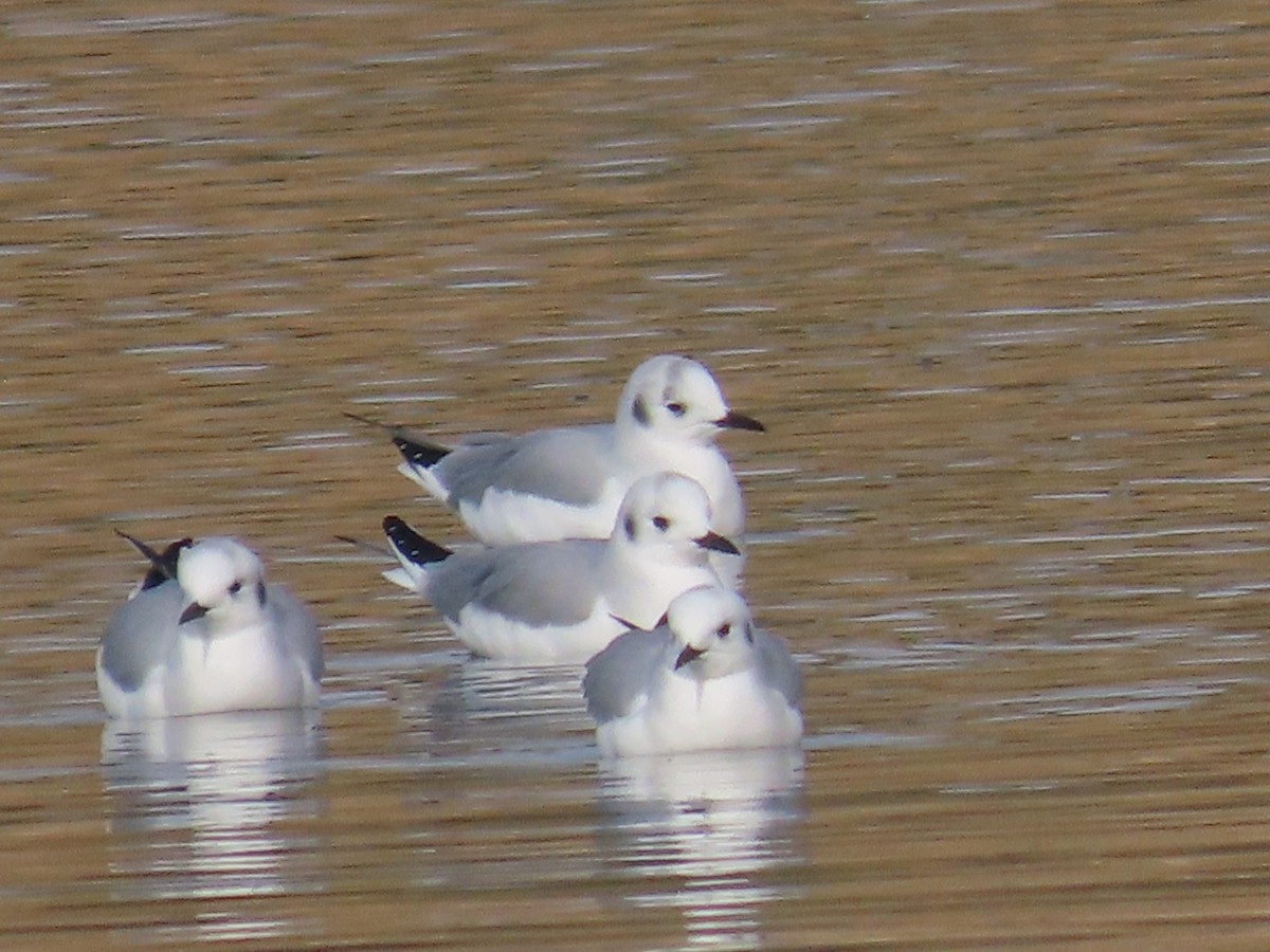 Bonaparte's Gull - ML645752315