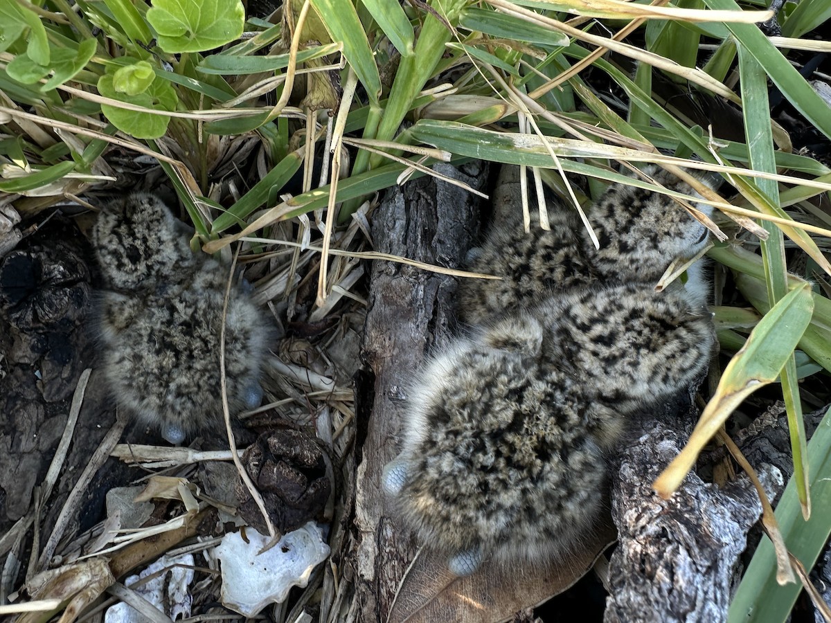 Red-breasted Dotterel - ML645752318