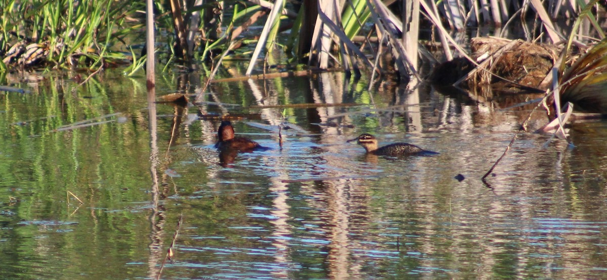 Савка маскова - ML645752320