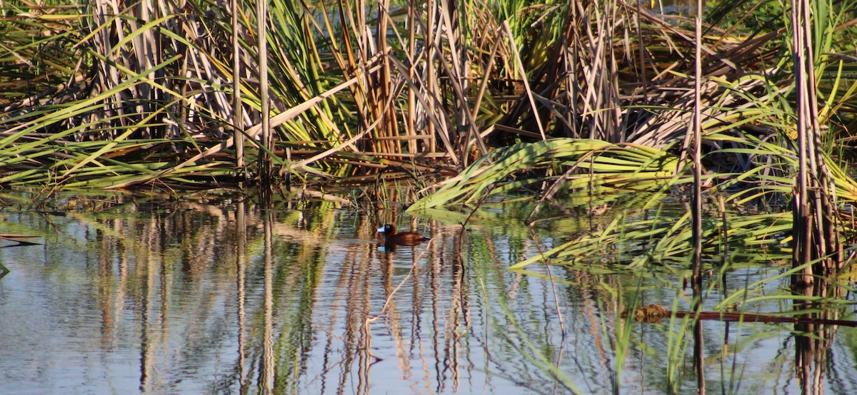 Савка маскова - ML645752321