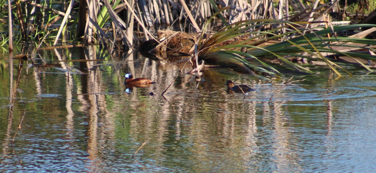 Савка маскова - ML645752322