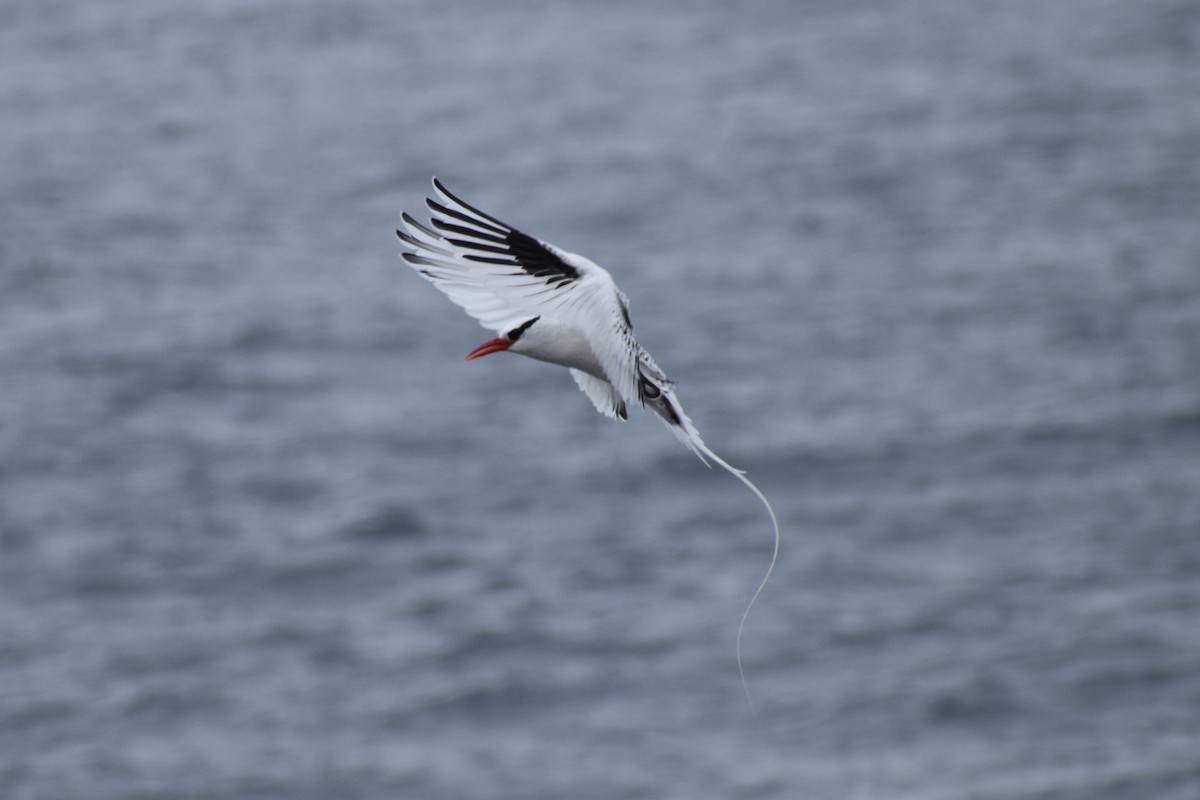 faeton vlnkovaný - ML645752323