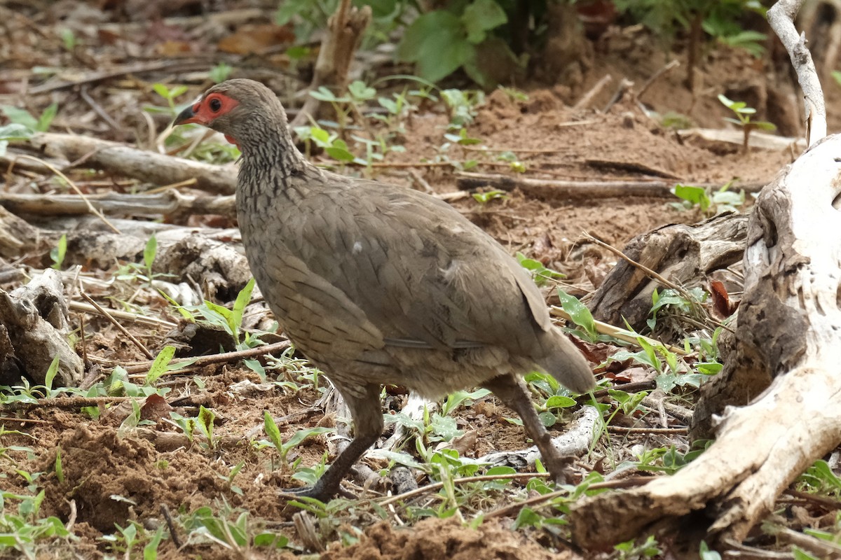 クロアシアカノドシャコ - ML645752325