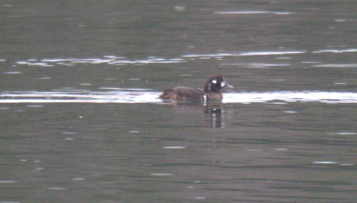 Harlequin Duck - ML645752328