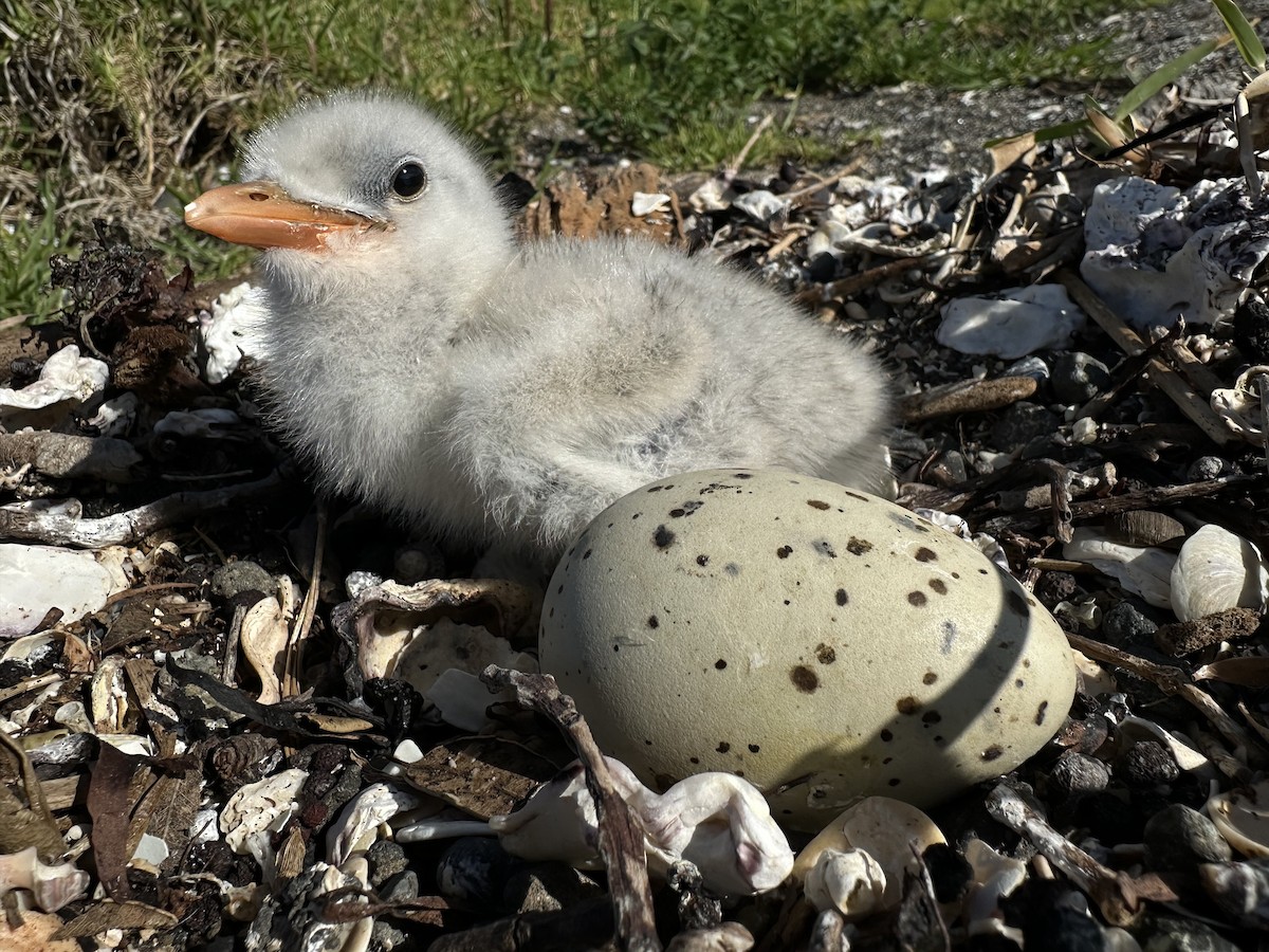 Caspian Tern - ML645752329