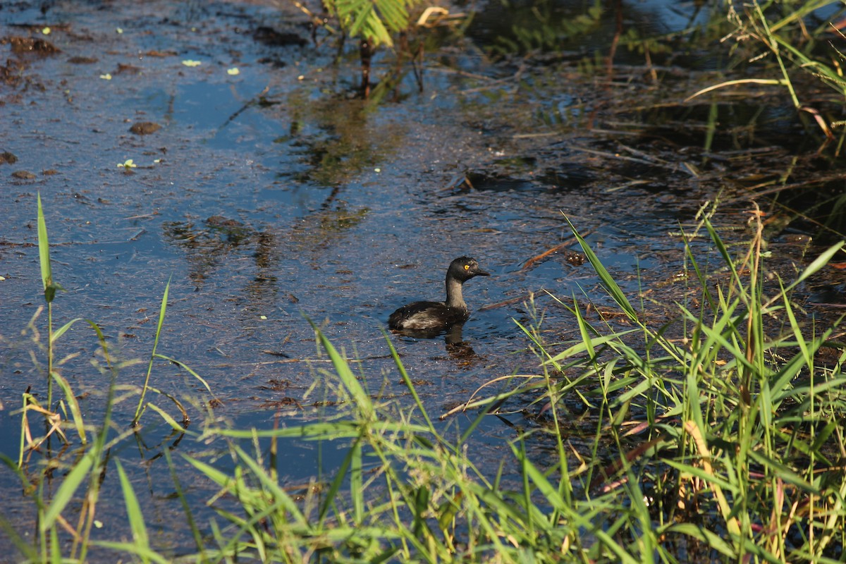 Least Grebe - ML645752336