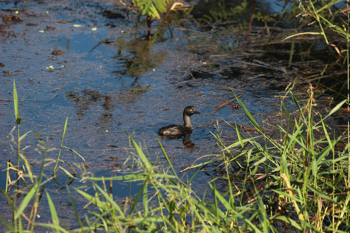 Least Grebe - ML645752337