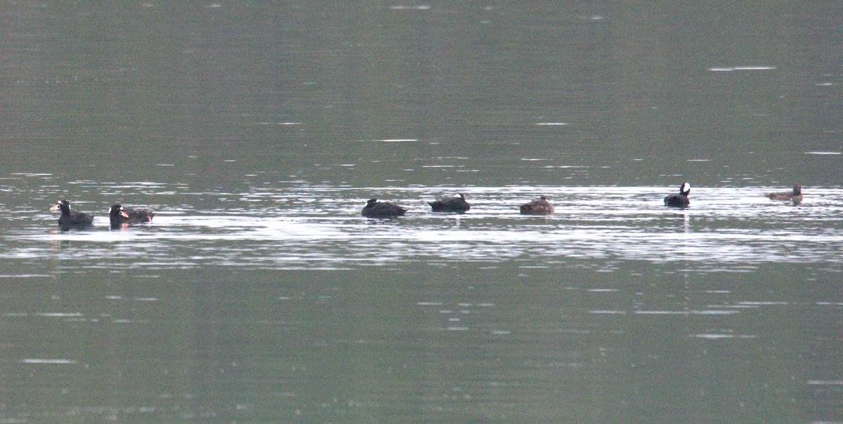 Surf Scoter - ML645752338