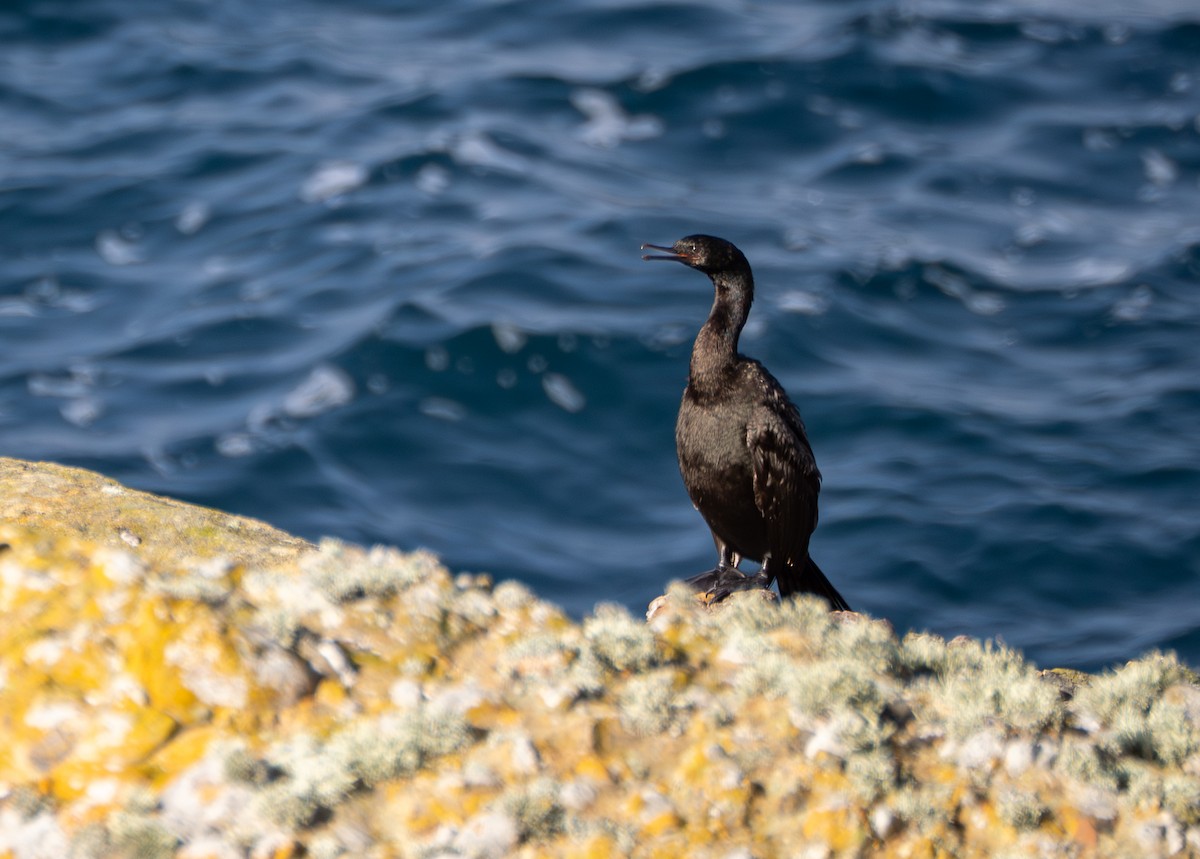 Cormoran pélagique - ML645752340