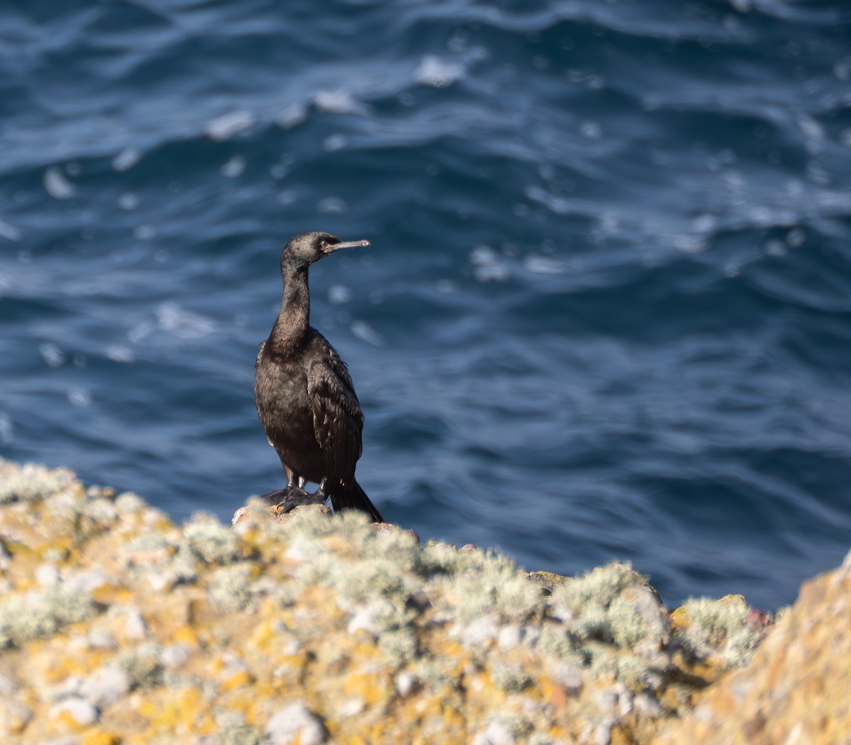 Cormoran pélagique - ML645752341