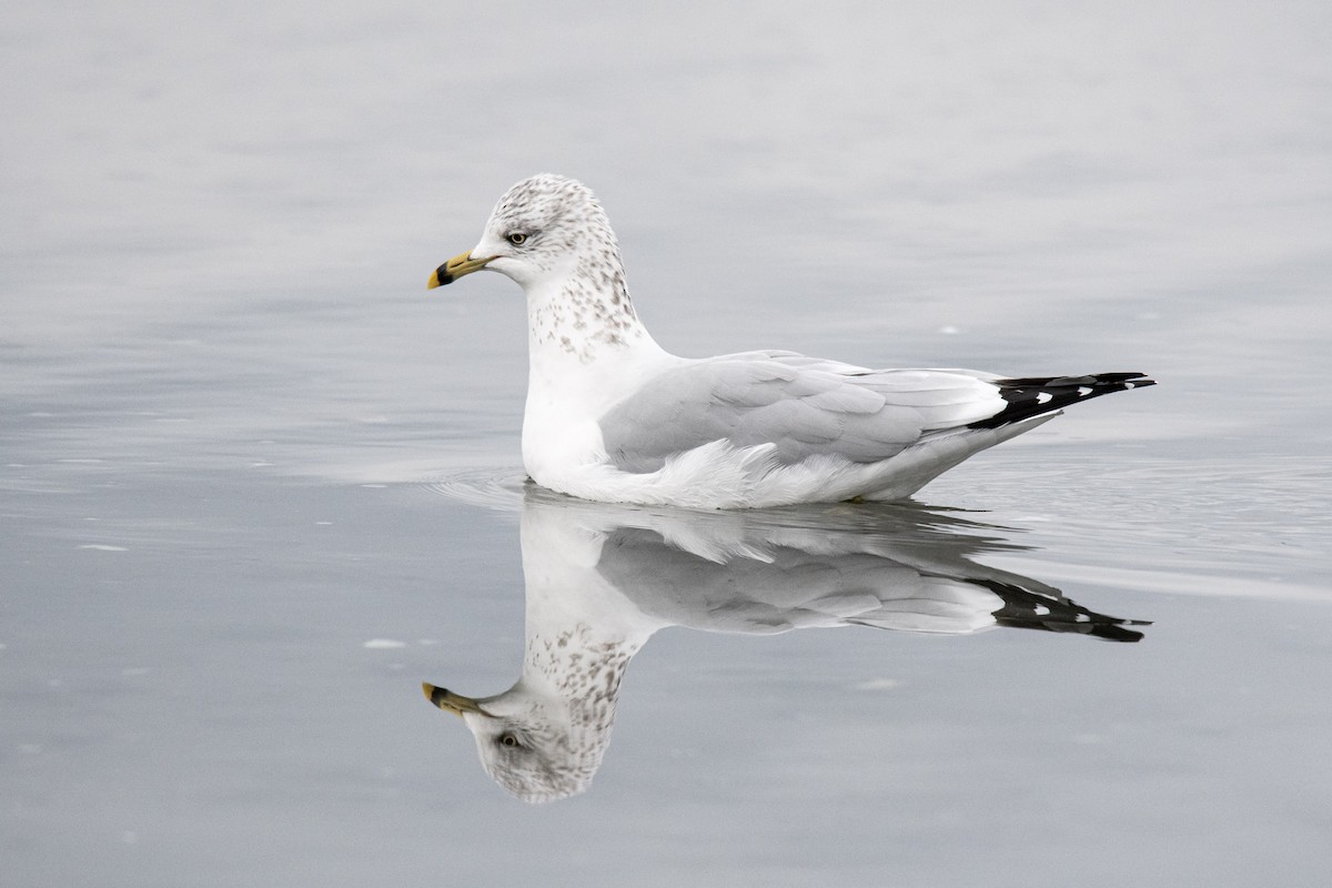 Ring-billed Gull - ML645752346