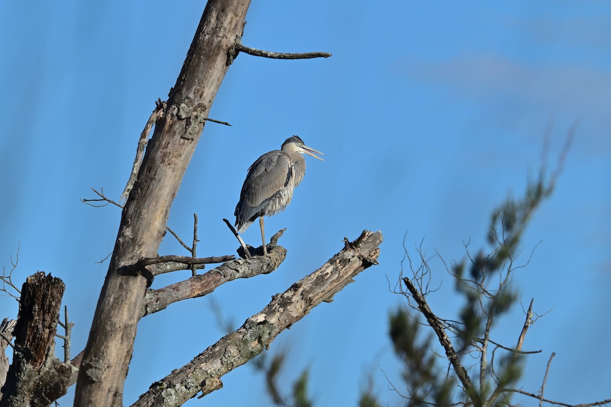 Great Blue Heron - ML645752348