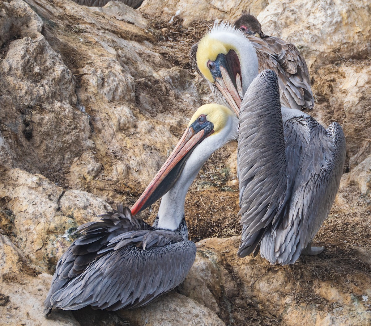 Pélican brun - ML645752359