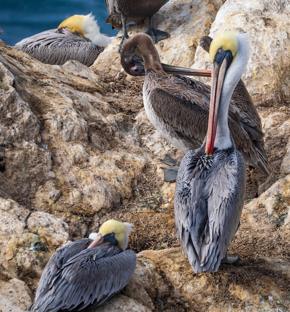 Pélican brun - ML645752360