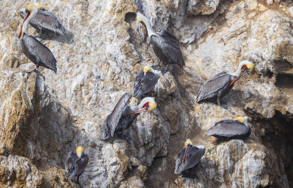 Pélican brun - ML645752361