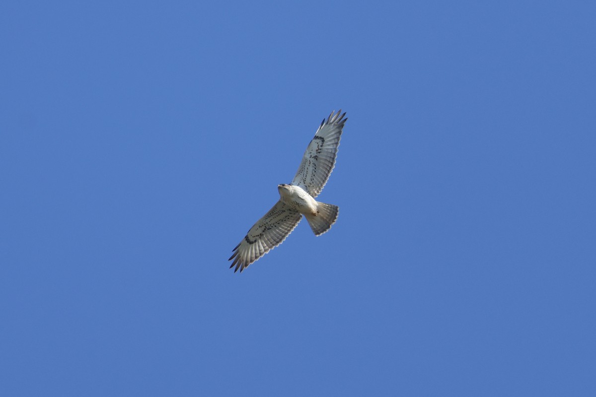 Ferruginous Hawk - ML645752365