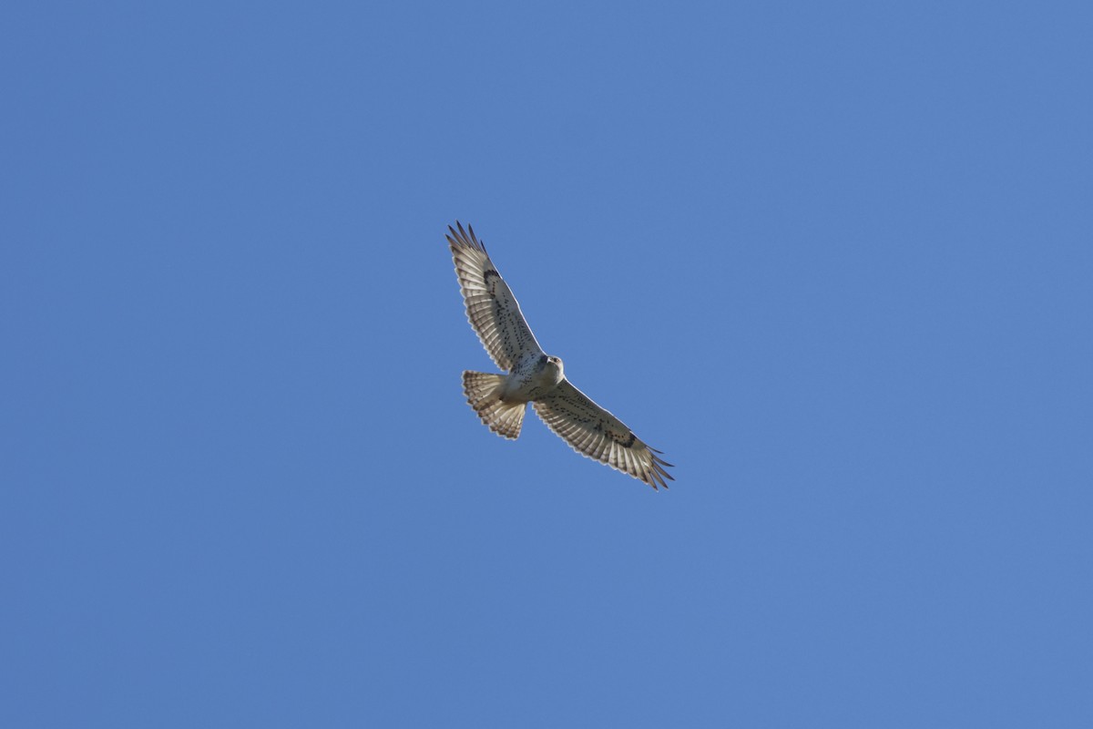 Ferruginous Hawk - ML645752366