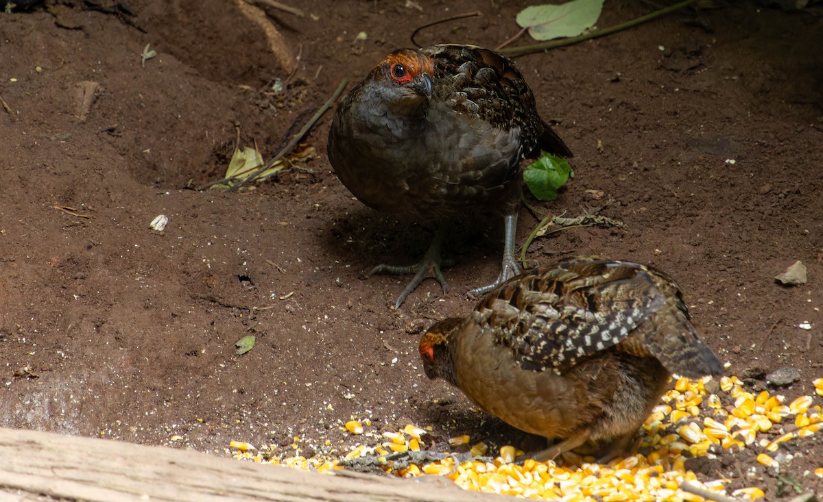 Spot-winged Wood-Quail - ML645752368