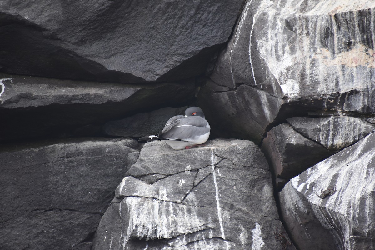 Gaviota Tijereta - ML645752373