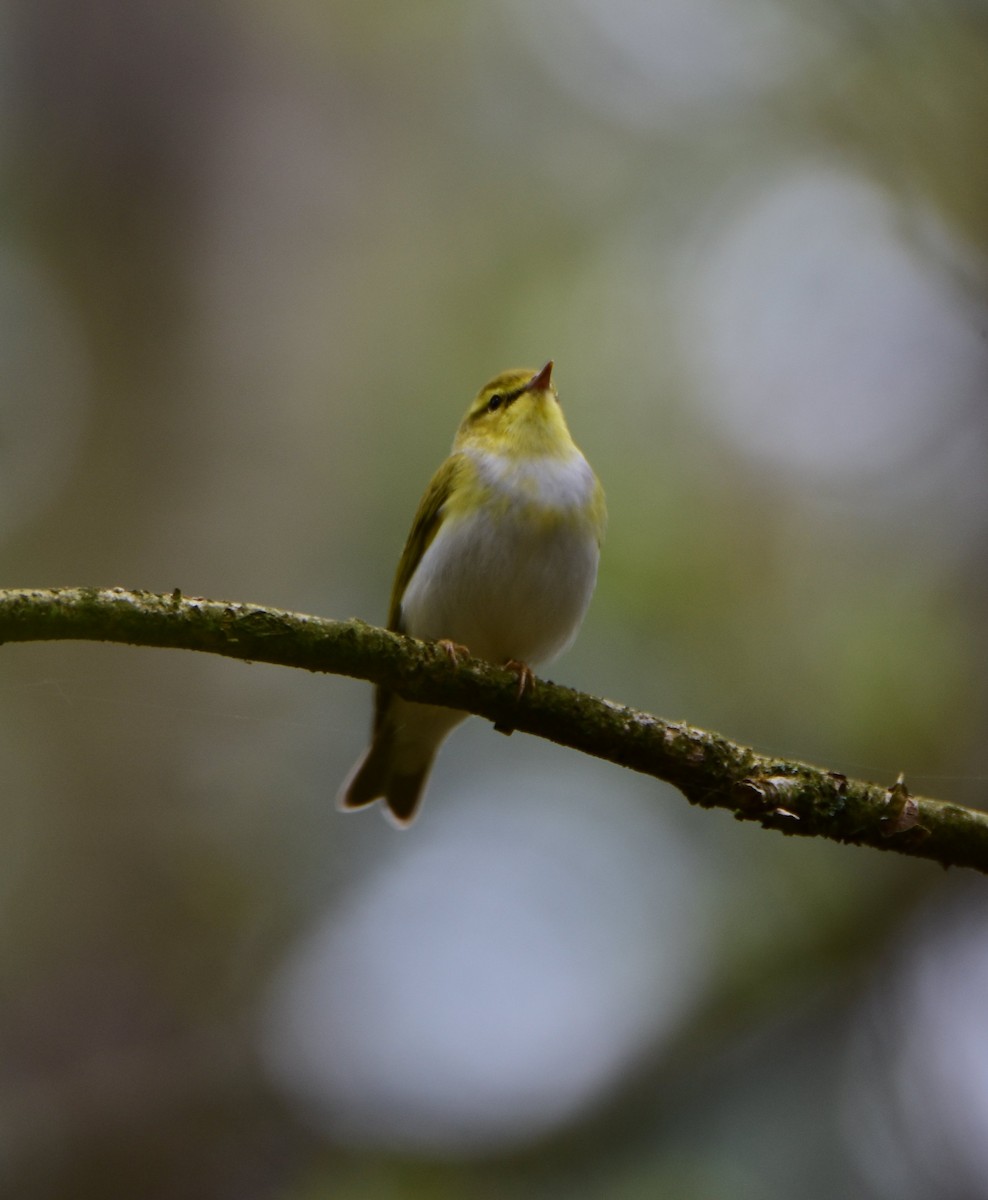 Пеночка-трещотка - ML645752392