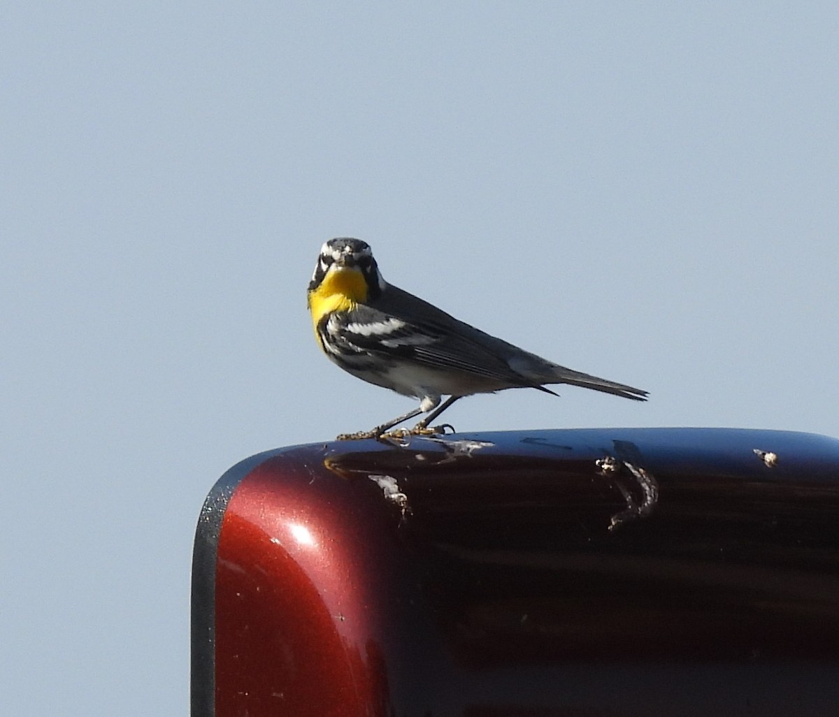 Yellow-throated Warbler - ML645752395