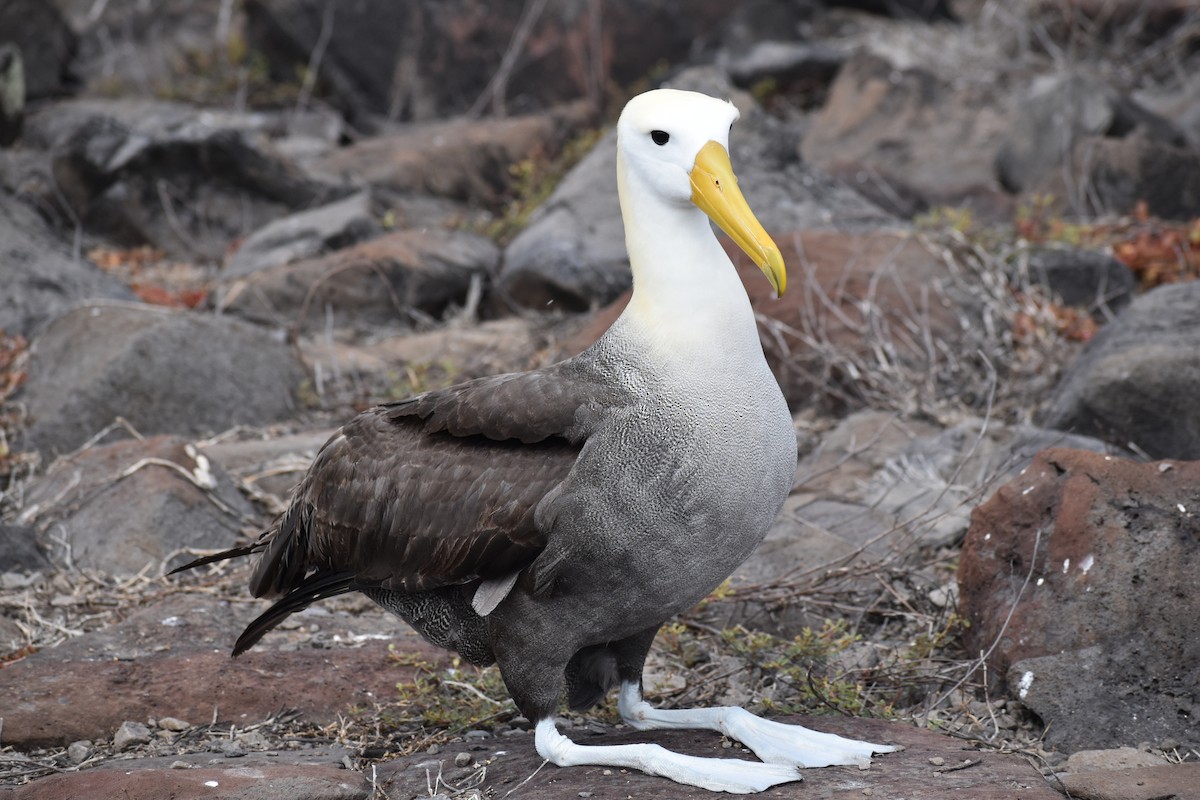 albatros galapážský - ML645752404