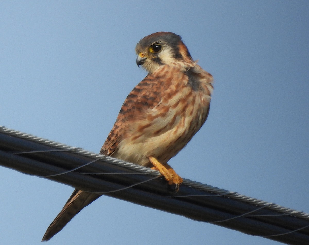 American Kestrel - ML645752405